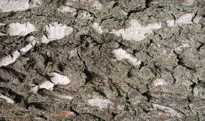 Old bark tree texture. Natural wood surface pattern, old tree skin