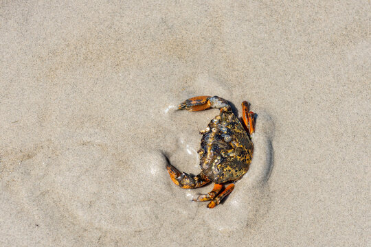 Eine im Sand des Wattenmeers bei Ebbe laufende Krabe, die sich zum Schutz vor Fressfeinden versucht, schnell einzugraben