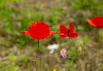 Field poppy red flower close up. Corn poppy or papaver rhoeas on blurred background