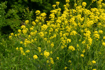 Fototapeta premium Turkish wartycabbage yellow wild flowers Bunias orientalis, hill mustard or turkish rocket flowers