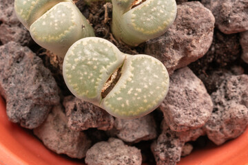 Lithops succulent macro, live stones close up, pebble plants cactus desk pot