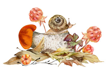 Birch bolete cep leccinum mushroom fungus, cloudberry berries scaber stalk with snail on top of fallen autumn leaves. Forest floor woodland ecosystem habitat. Nature hand drawn watercolor illustration