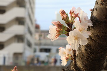 横浜 大岡川沿いの桜の開花
