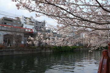 横浜 大岡川沿いの桜の開花