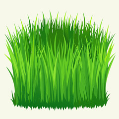 green grass isolated on white