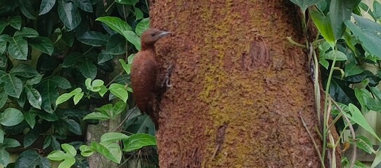Fototapeta premium Brown bird clinging to mossy tree trunk surrounded by green foliage woodpecker