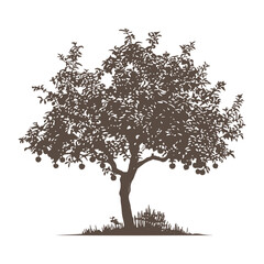 Mature apple fruit tree silhouette vector.