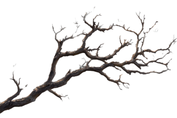 Dead tree branches with cracked bark located in Isola, displaying intricate patterns of nature and the passage of time among a barren landscape