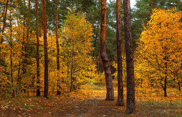 Fototapeta premium Autumn forest. Fallen leaves rustle underfoot. Autumn colors attract the eye. A pleasant walk in nature.