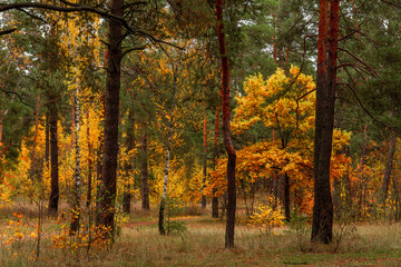 Autumn forest. Fallen leaves rustle underfoot. Autumn colors attract the eye. A pleasant walk in nature.