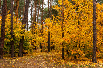 Autumn forest. Fallen leaves rustle underfoot. Autumn colors attract the eye. A pleasant walk in nature.