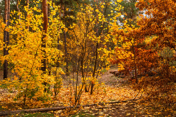 Obraz premium Autumn forest. Fallen leaves rustle underfoot. Autumn colors attract the eye. A pleasant walk in nature.