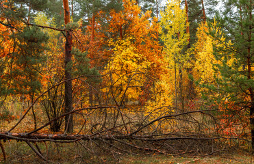 Obraz premium Autumn forest. Fallen leaves rustle underfoot. Autumn colors attract the eye. A pleasant walk in nature.