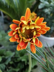 Red-Orange Gerbera Daisy