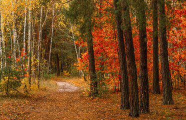 Autumn forest. Fallen leaves rustle underfoot. Autumn colors attract the eye. A pleasant walk in nature.
