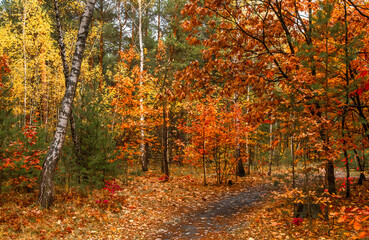 Autumn forest. Fallen leaves rustle underfoot. Autumn colors attract the eye. A pleasant walk in nature.