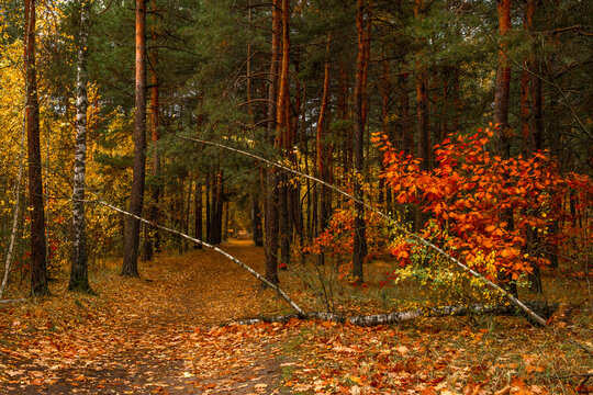 Rustle Foliage Изображения: просматривайте стоковые фотографии, векторные изображения ...
