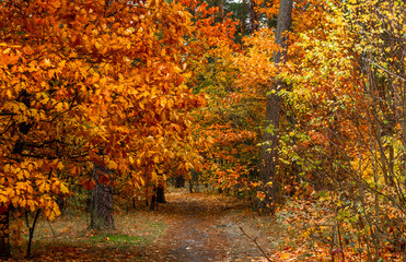 Obraz premium Autumn forest. Fallen leaves rustle underfoot. Autumn colors attract the eye. A pleasant walk in nature.