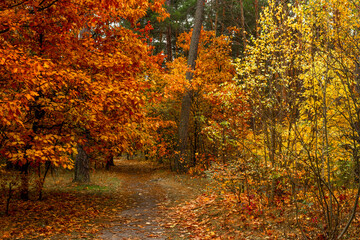 Autumn forest. Fallen leaves rustle underfoot. Autumn colors attract the eye. A pleasant walk in nature.