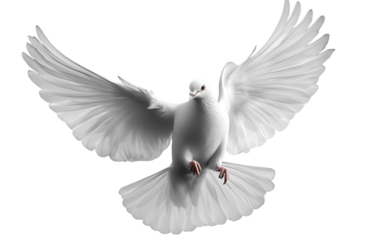 Free flying white dove gracefully soaring against a transparent backdrop, capturing the essence of peace and freedom in its feathers and flight