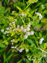 white flowers on green background