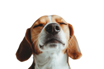 Joyful Beagle dog with eyes closed enjoying a peaceful moment indoors on a sunny afternoon