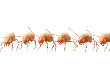 Worker ants march in a line searching for food and resources on a clean, flat surface during a sunny day