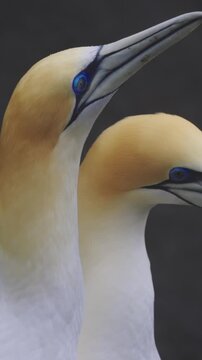 Two Australasian Gannets engage in bonding behavior, heads touching, at a colony. Gannets are seabirds known for their striking plumage and diving skills. New Zealand.