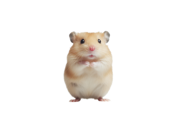Cute standing hamster with fluffy fur isolated on a transparent background in natural pose showcasing inquisitive expression and playful demeanor