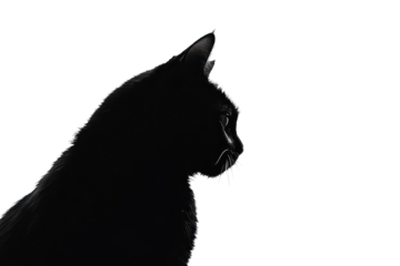 Elegant black cat silhouette on a white background showcasing its distinctive features and graceful profile in a calm, isolated setting