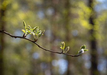 Tree branch new leaves on sunny spring day.