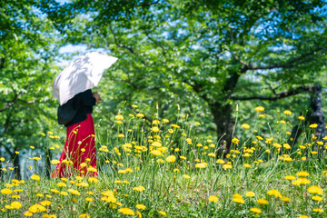 黄色い花畑を歩く女性