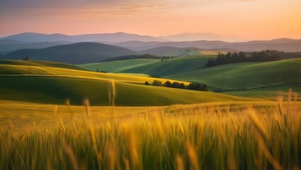 Golden hour over rolling tuscan hills and wheat fields