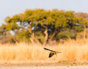 Raptor soars over golden savanna