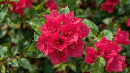 Obraz premium A decorative vine known for its vivid red, purple, or white bracts, ideal for tropical and arid regions.