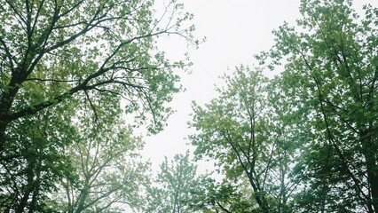 Obraz premium Twin-exposed foliage representing metropolitan greenery on a white canvas