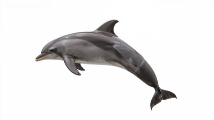 Dolphin image separated from background with clipping path