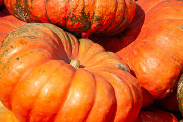 Large ripe orange pumpkin close-up in bright sunlight. Fresh autumn harvest and seasonal vegetables at farmer's market