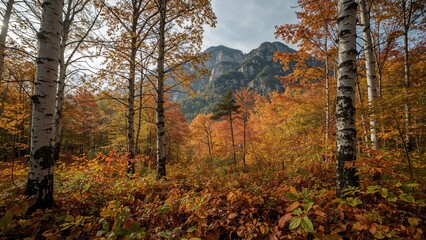 Obraz premium Colorful fall foliage alongside white birch trees in a scenic environment