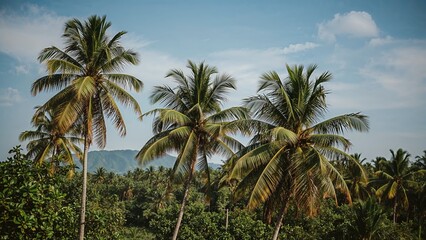 Scenic Coconut Grove Setting
