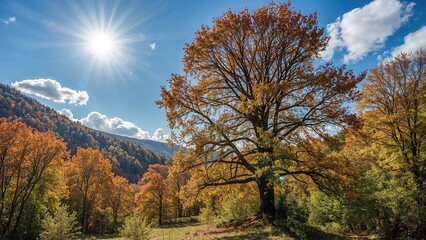 Naklejka premium Bright sunlight illuminating vibrant autumn leaves near a forest boundary
