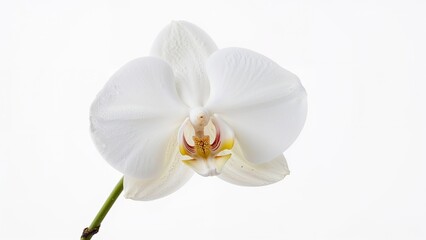 Obraz premium Isolated orchid blossom captured in close detail on a white surface