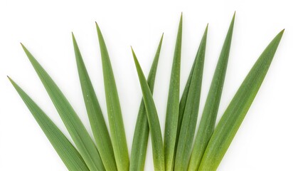 Obraz premium Long emerald leaves of spring blossoms displayed on a plain white surface