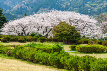 満開の桜　静岡県富士市かりがね堤にて