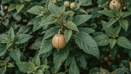 Obraz premium Herbal Medicine: Picking Adaptogenic Herbs and Spices