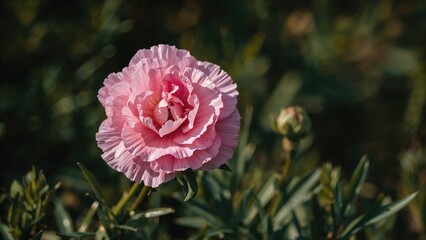 Charming pink carnations blossoming