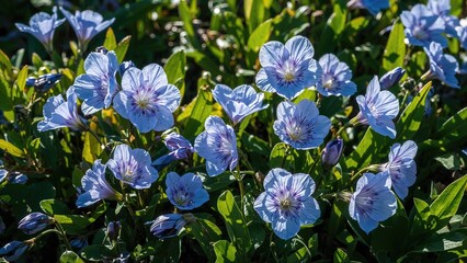 Vibrant blue and violet blossoms thrive amidst lush green foliage in a sunny spring garden.