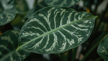 Close-up of anthurium clarinervium leaf textures in a lush garden