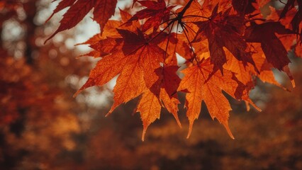 Macro shot of bright orange tree leaves showcasing seasonal colors