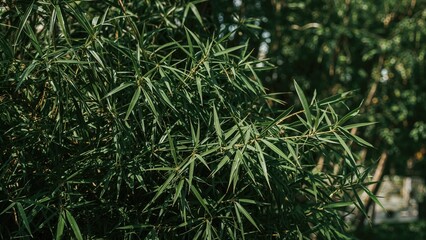 Intimate look at tightly packed bamboo stalks in a garden